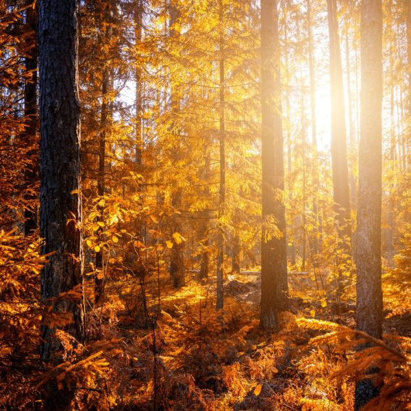 Design ohne Titel(1)